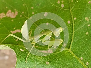 Praying mantises that sit on green leaves and are camouflaged with natural colors are very attractive and beautiful photo