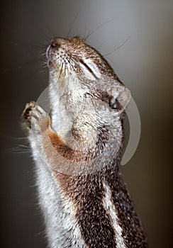 Praying Squirrel
