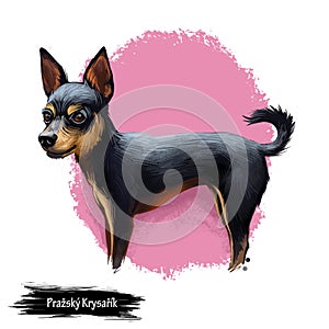 Prazsky Krysarik dog portrait isolated. Digital art illustration of hand drawn dog for web, t-shirt print and puppy food cover