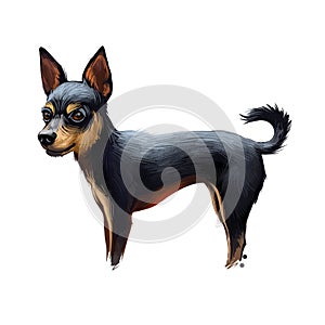 Prazsky Krysarik dog portrait isolated. Digital art illustration of hand drawn dog for web, t-shirt print and puppy food cover