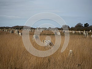 Pre celtic Carnac standing granite stones menhir megalith monolith rock alignment row Brittany France Europe