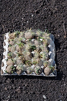 Pre cultivated seed potatoes in egg carton standing on soil