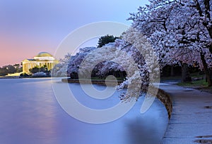 Pre-Dawn Tidal Basin Cherry Blossoms and Monument