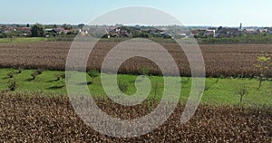 Pre-Harvest Corn Fields in Sisak