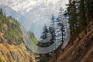 Pre-Himalayas forest consists of Himalayan cedar photo