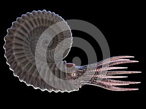 A pre-historic marine creature - ammonite