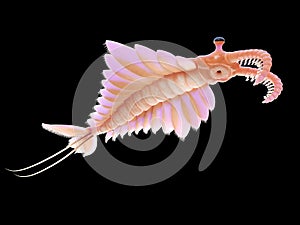 A pre-historic marine creature - anomalocaris