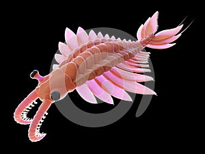 A pre-historic marine creature - anomalocaris