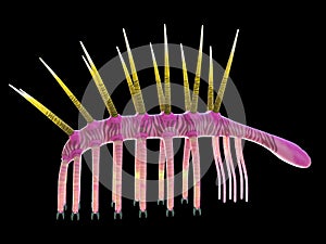 A pre-historic marine creature - hallucigenia photo