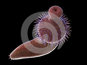 A pre-historic marine creature - ottoia