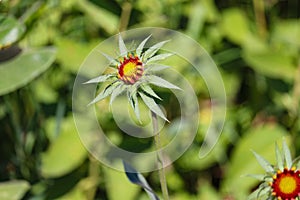 Pre-opening Gaillardia flower pinwheel design