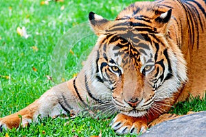 Pre-pounce Tiger