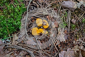 The pre-sunset rays of the sun illuminate the red hat of the chanterelle