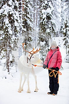 Pre-teen girl and reindeer in Lapland