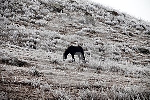 Pre-winter and frost-covered pastures