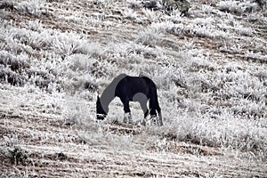 Pre-winter and frost-covered pastures