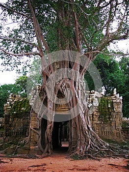 Preah Khan temple in Angkor Wat (Cambodia).