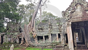 Preah khan temple, Camboya photo