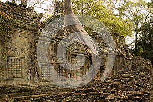 Preah Khan Temple and Tree