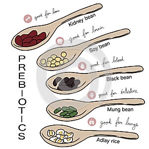 Prebiotics of bean info graphic chart