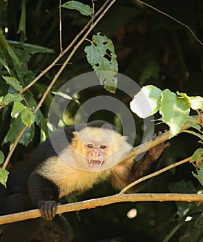 A Precautionary Capuchin Monkey Marking its `Safe Zone`