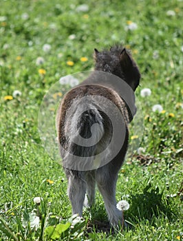 Precious Backside of an Adorable Mini Horse Foal