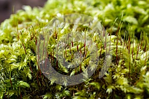 Precious drops of water from the morning dew covering an isolated plant of Ceratodon purpureus that is growing on the rock, purple