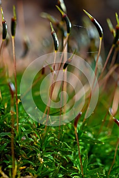 Precious drops of water from the morning dew covering an isolated plant of Ceratodon purpureus that is growing on the rock, purple