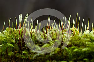 Precious drops of water from the morning dew covering an isolated plant of Ceratodon purpureus that is growing on the rock, purple