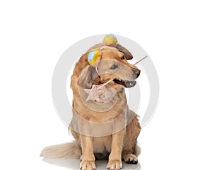 precious golden retriever dog with colorful tassels holding magic wand