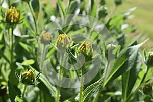 Precious Image of a Budding Black Eyed Susan