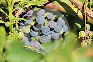 The precious image of bunch of ripe grapes ready to be collected and processed into wine
