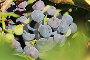 The precious image of bunch of ripe grapes ready to be collected and processed into wine