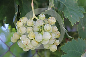 The precious image of bunch of ripe grapes ready to be collected and processed into wine