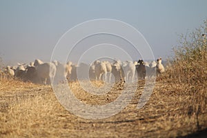 The precious image of a flock of sheep walking to reach the destination photo