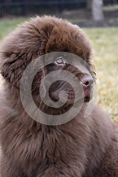 Precious Sweet Face of a Brown Newfoundland Puppy