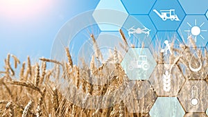 Precision agriculture network icons on wheat field background