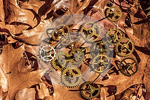 precision engineered toothed brass metal cog wheels on dry leaves