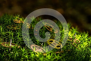 precision engineered toothed brass metal cog wheels on green moss