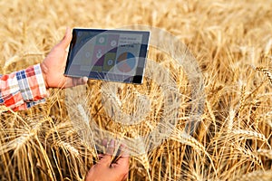 Precision farming. Farmer hands hold tablet using online data management software with maps at wheat field. Agronomist