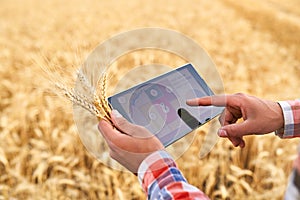 Precision farming. Farmer hands hold tablet using online data management software with maps at wheat field. Agronomist
