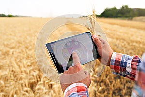 Precision farming. Farmer hands hold tablet using online data management software with maps at wheat field. Agronomist