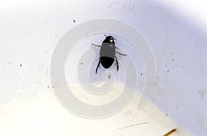 Predaceous Diving Beetle  32277