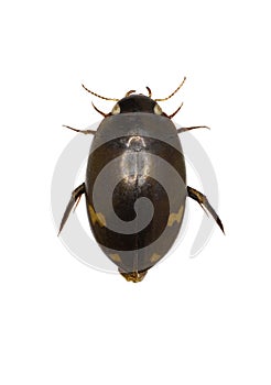 Predaceous Diving Beetle