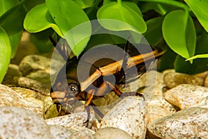 Predacious Diving Beetle