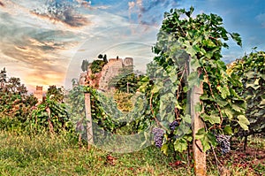 Predappio, Emilia Romagna, Italy: vineyard for wine production