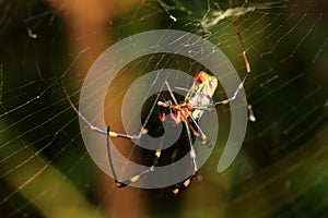 Predation of The Spider (Nephila Clavata)