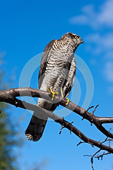 Predator against the sky