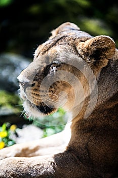 Predator Asiatic lion