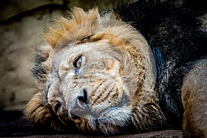 Predator Asiatic lion